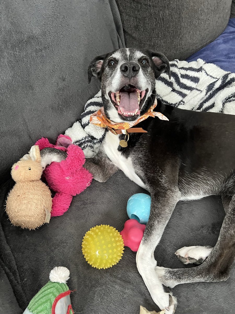 liindsayyb's tweet photo. @dog_rates @dog_feelings @Trupanion https://t.co/HCoW5RHFWF