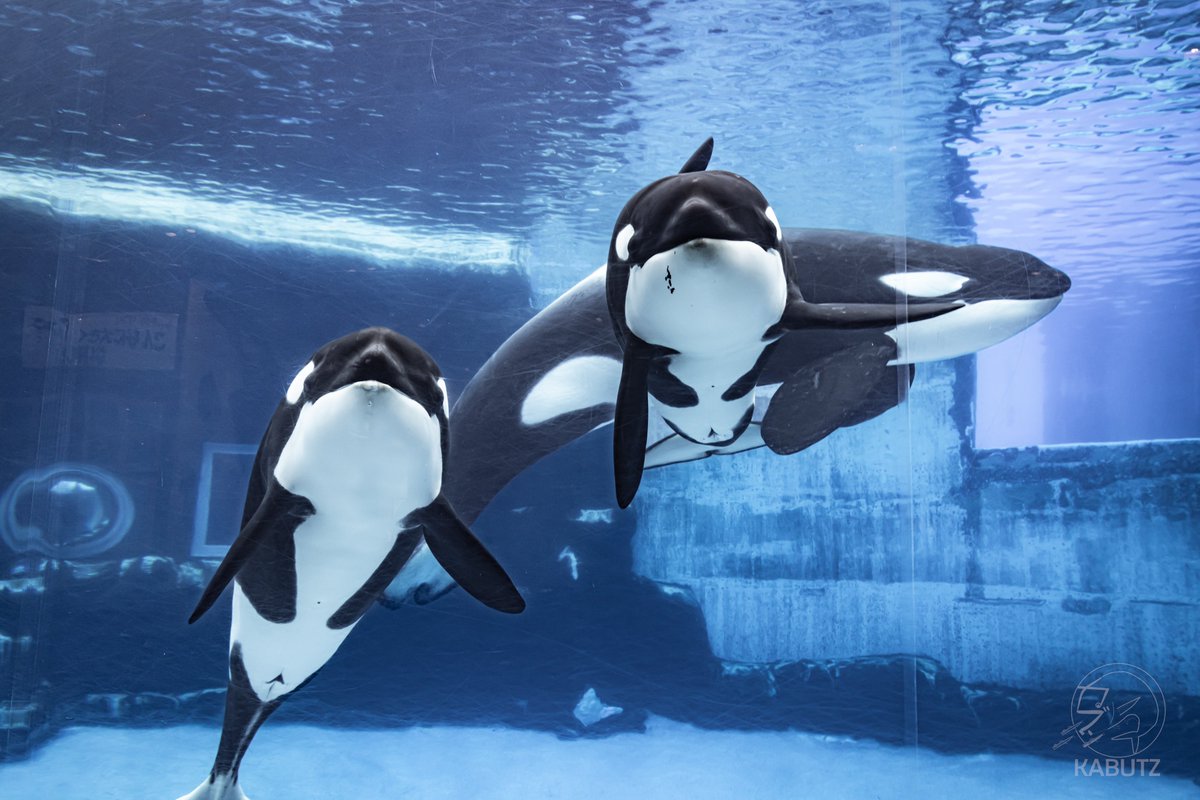 名古屋港水族館 特賞の黒と3等の白セット シャチ 名古屋港水族館 特賞の黒と3等の白セット シャチ 名古屋港水族館 特賞