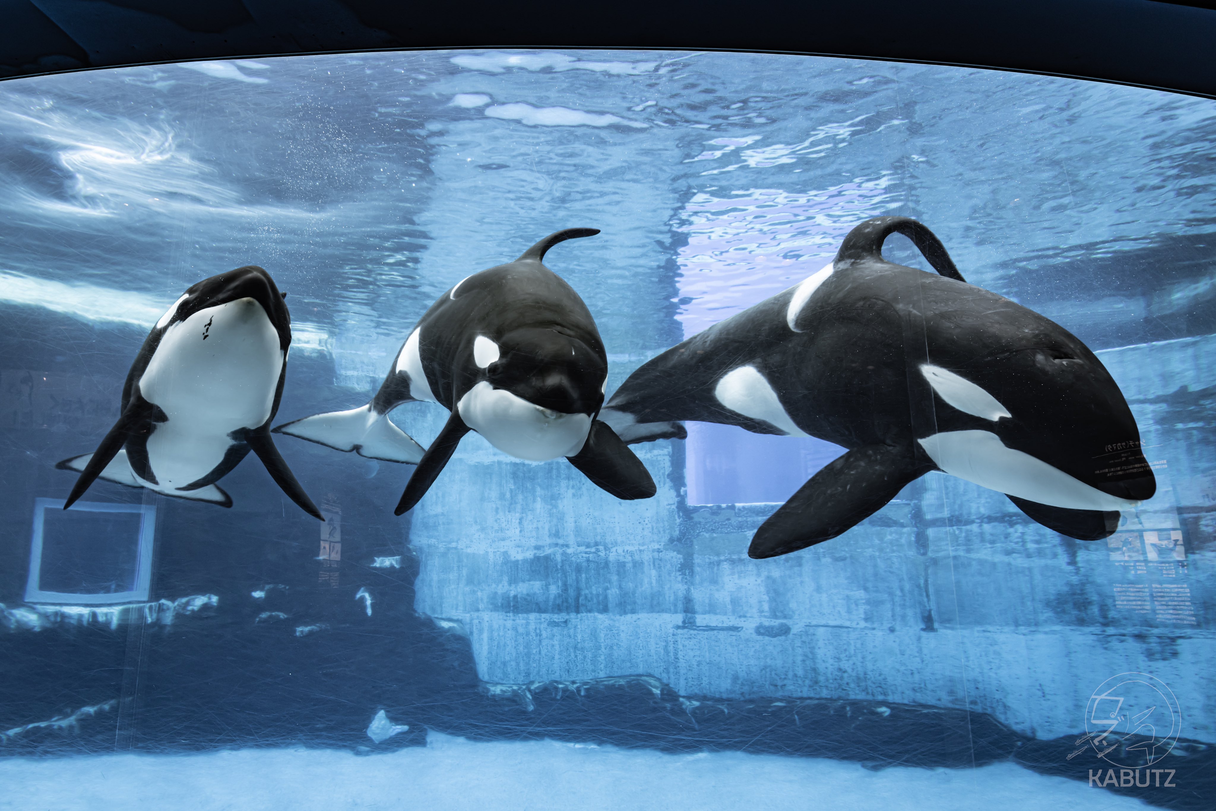 名古屋港水族館 特賞の黒と3等の白セット シャチ 限定】名古屋港水族館 シャチくじ セット 2等 3等 ブラック