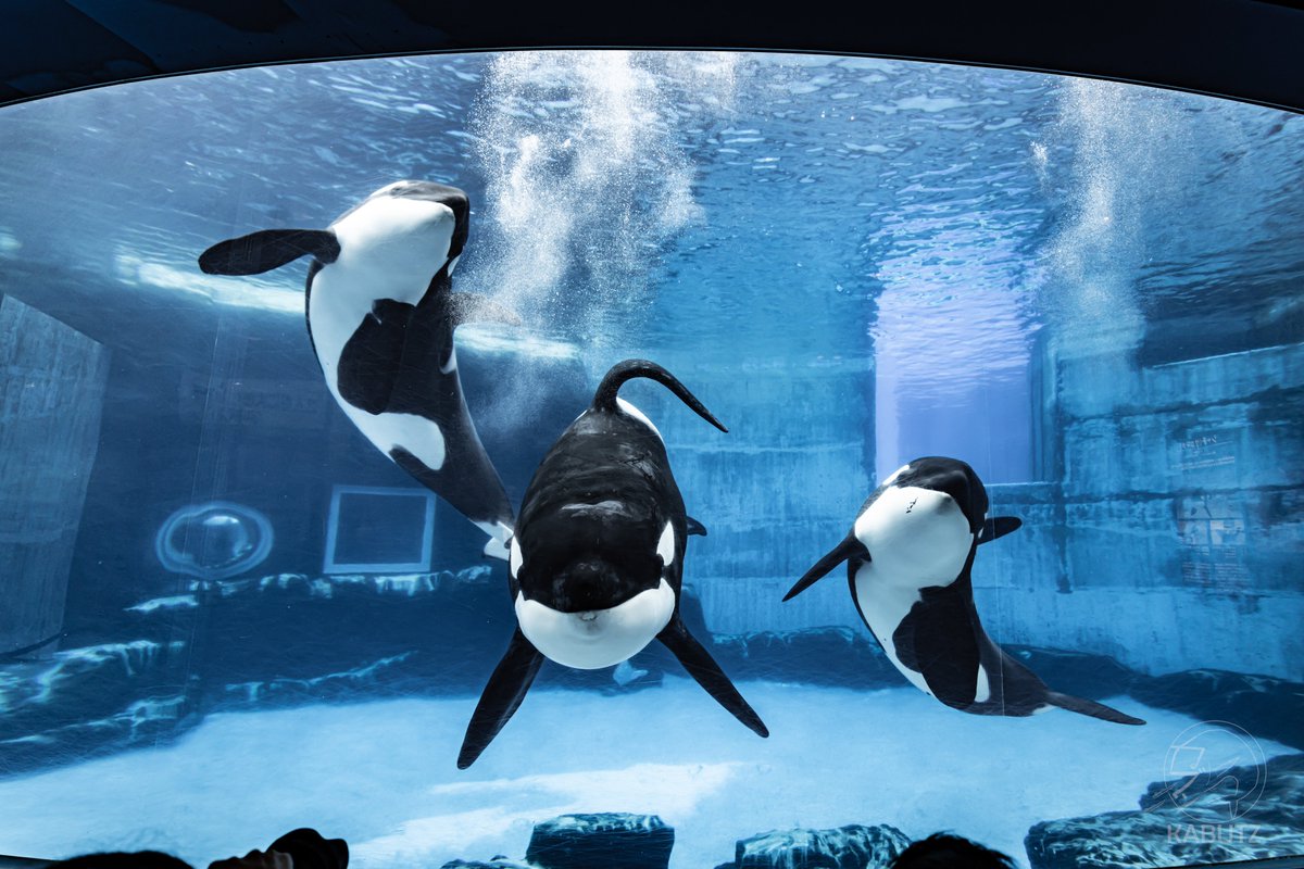 シャチ3頭合流の水中セット召し上がれ〜 #名古屋港水族館の魅力を4枚で