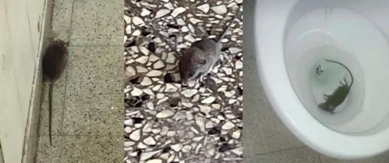 MDSuarez's tweet photo. Invasión de ratas en escuelas porteñas: «Los roedores caminan al lado de nuestros hijos»

Familias y docentes aducen que es por la falta de limpieza como consecuencia de la carencia de personal auxiliar

Mi nota @tiempoarg

https://t.co/p9GGbAPfDS https://t.co/JJVAiIZLKa