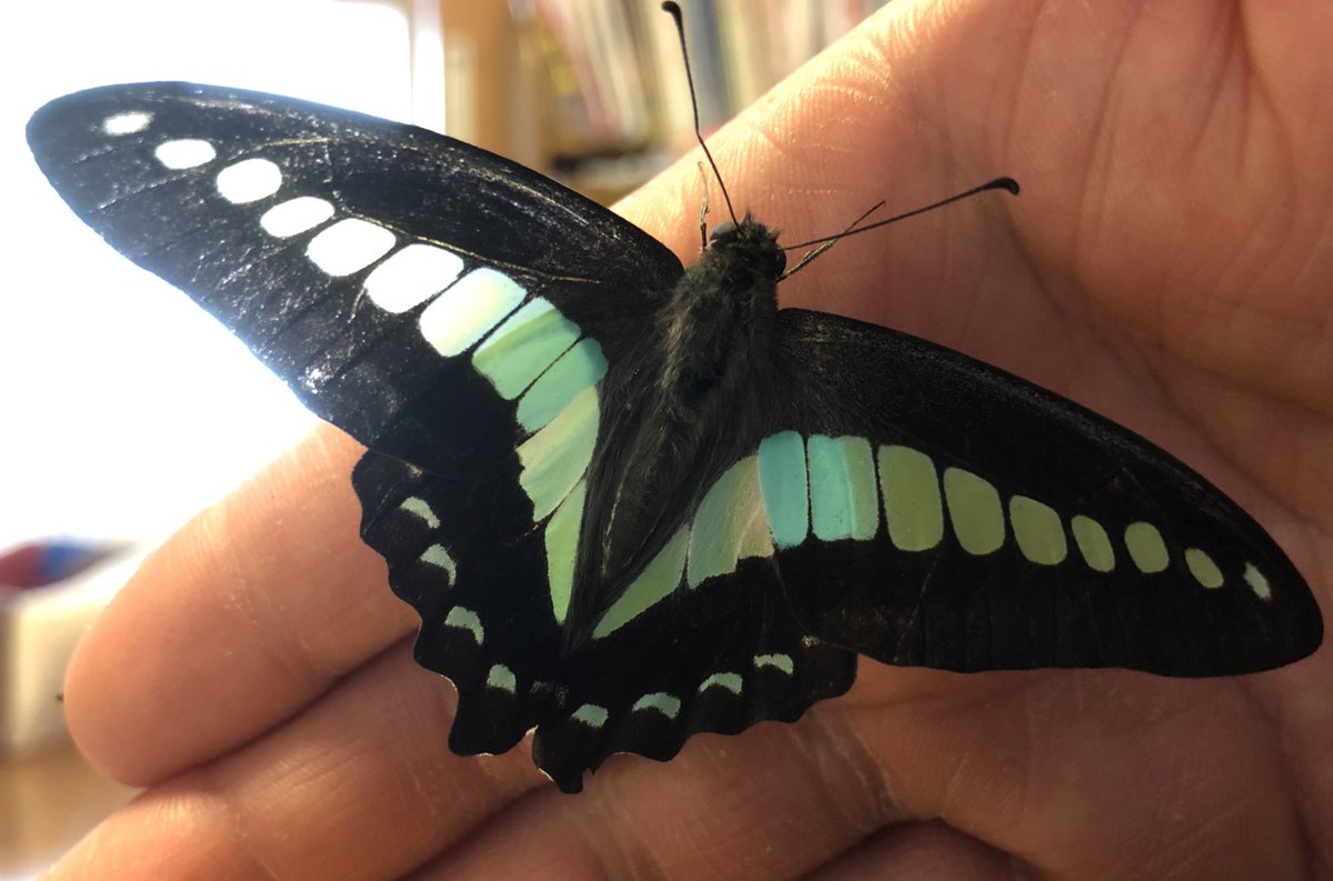 spimizuti's tweet photo. 大好きな蝶々🦋

その中でも1番好きな

アオスジアゲハ

こんな事初めてです💦

来てくれてありがとう✨

私は幸せ者です☺️

皆さん今日もお疲れ様でした✨😃 https://t.co/BvL8FuBapX