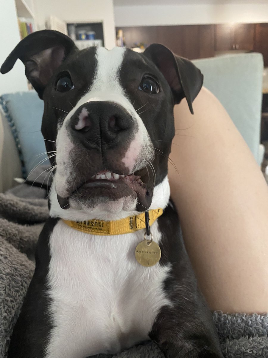 julia_brazeau's tweet photo. @dog_rates @Trupanion This is Oswald Osbourne, “Ozzy” for short. He is the most loving dog, loves to give kisses and is always good for a snuggle. Parents were pissed when they found out I wanted a pittie, now they ask for daily pics. We love our boy! 💗💗 https://t.co/G81h0YI4nt