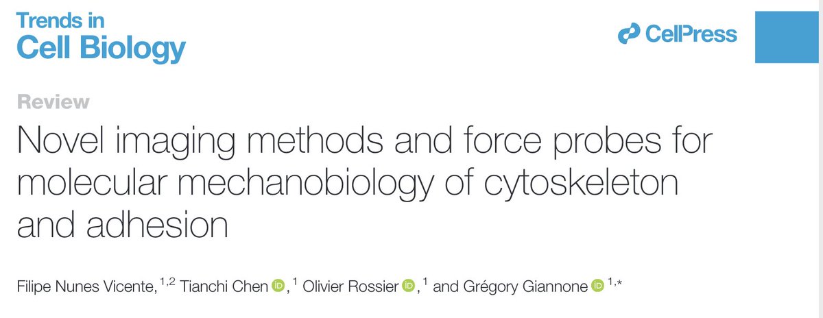 Filipe Nunes Vicente (@piponunesv) on Twitter photo New review <a href="/TrendsCellBio/">Trends Cell Biology</a> with former <a href="/GiannoneLab/">Giannone Lab</a> on new imaging methods and force probes in mechanobiology of adhesions and the cytoskeleton. Finally making a part of my gigantic PhD thesis introduction into a publication. Hope you enjoy!
sciencedirect.com/science/articl… New review <a href="/TrendsCellBio/">Trends Cell Biology</a> with former <a href="/GiannoneLab/">Giannone Lab</a> on new imaging methods and force probes in mechanobiology of adhesions and the cytoskeleton. Finally making a part of my gigantic PhD thesis introduction into a publication. Hope you enjoy!
sciencedirect.com/science/articl…