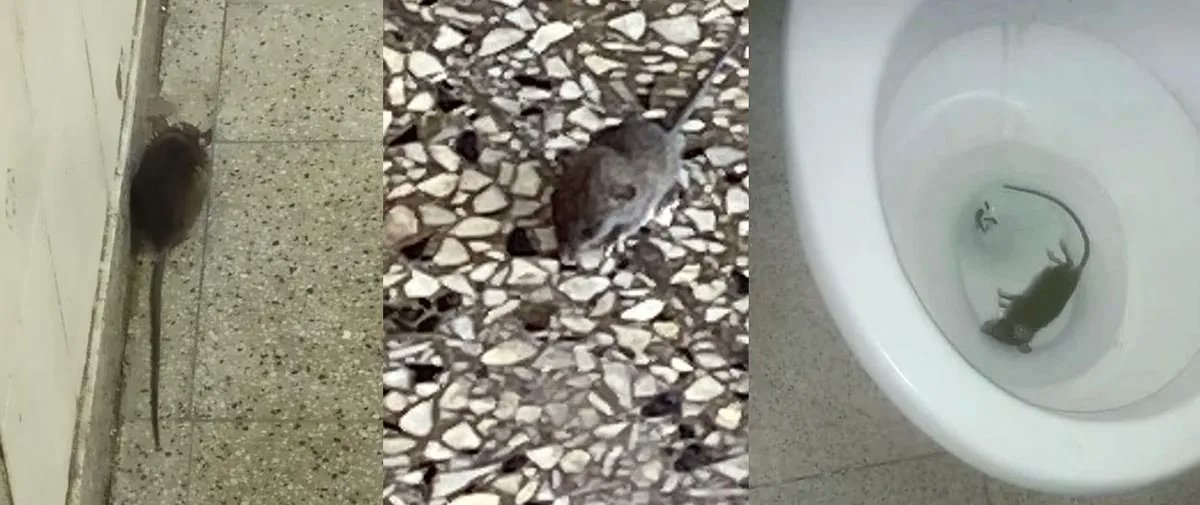 tiempoarg's tweet photo. ❗ Invasión de ratas en escuelas porteñas: "Los roedores caminan al lado de nuestros hijos".

✍️ @MDSuarez | https://t.co/CuJdKP0Jlp https://t.co/hej5DAURA2