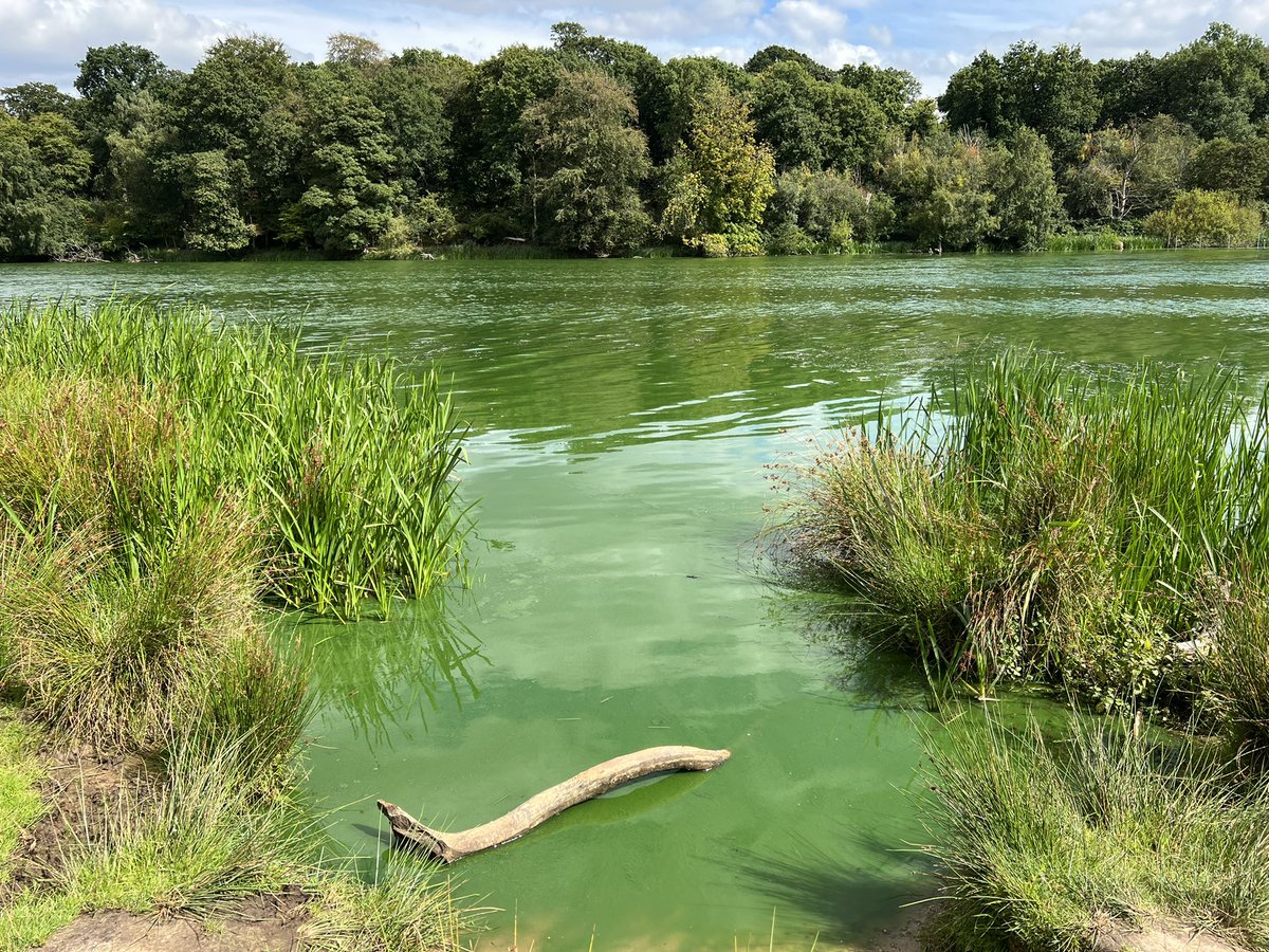 Pretty incredible #algalbloom at Tatton Park @tatton_park today. We’re out sampling and measuring for #Cyanobacteria & nutrients amongst other stuff!