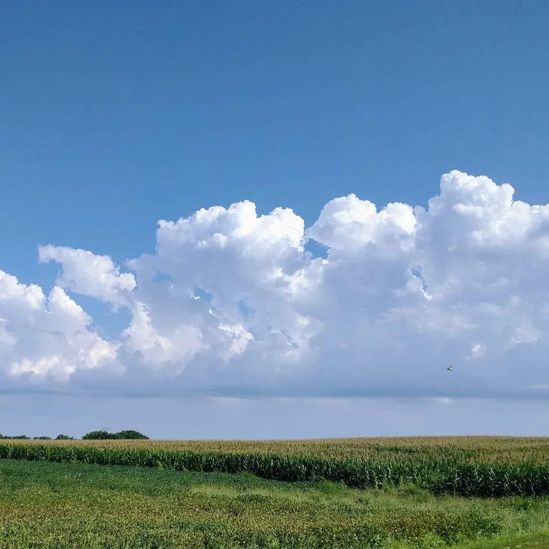 WKevinNelson's tweet photo. Good morning!☀️
#TodayIsAGift #Tuesday #August #SummerinIllinois #cloudscape #cornsoy #cumulus #buildingclouds #bluesky #everydaysablessing #thankfulfortoday https://t.co/aT8DKWojF9