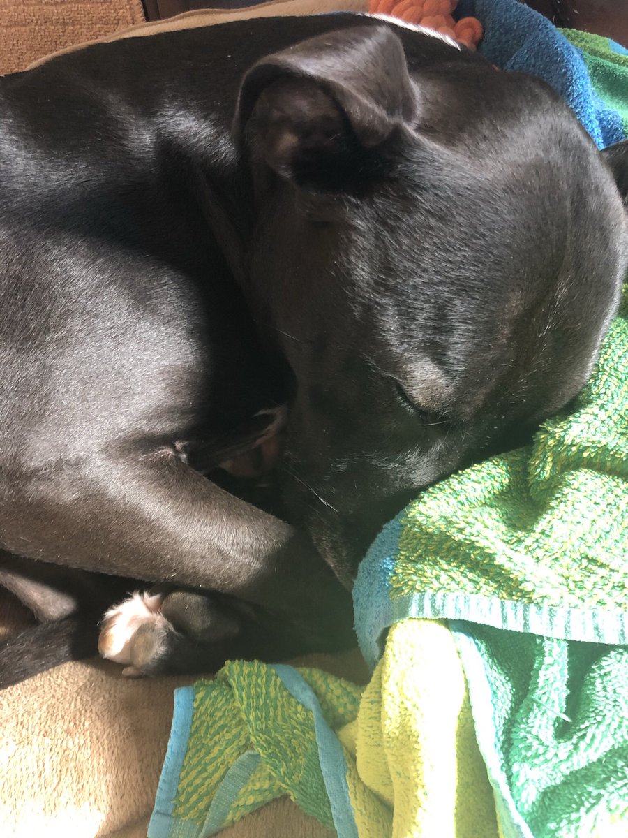 ErinClark_sci's tweet photo. @dog_rates @Trupanion A black pit, who needed knee surgery. Her clock was ticking so her took her home. It’s taken a lot of love and the hard work is ongoing to get her past the trauma of her 1st family and the year spent in the shelter. She’s the biggest sweetheart 💗 who brightens everyday.🌅 https://t.co/q8NOisyExr