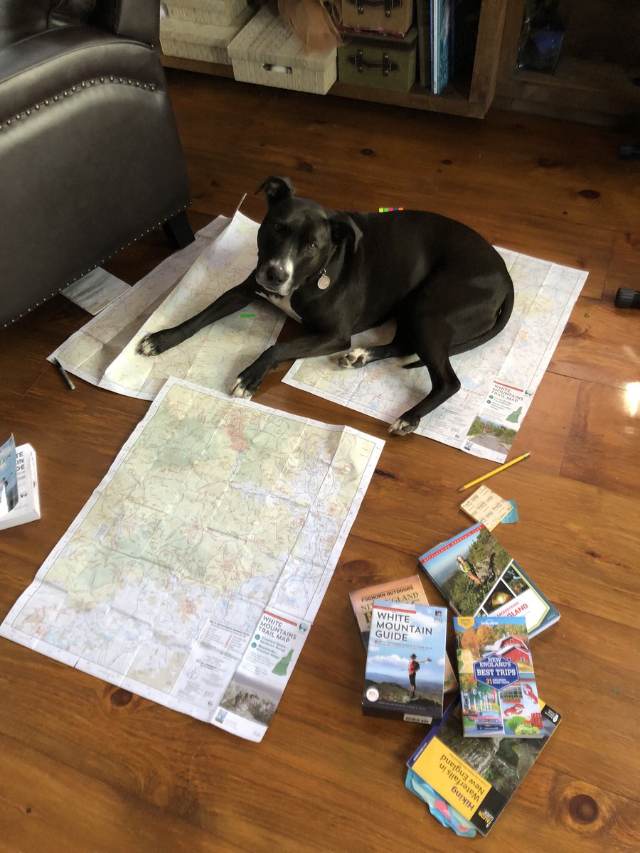 ErinClark_sci's tweet photo. @dog_rates @Trupanion A black pit, who needed knee surgery. Her clock was ticking so her took her home. It’s taken a lot of love and the hard work is ongoing to get her past the trauma of her 1st family and the year spent in the shelter. She’s the biggest sweetheart 💗 who brightens everyday.🌅 https://t.co/q8NOisyExr