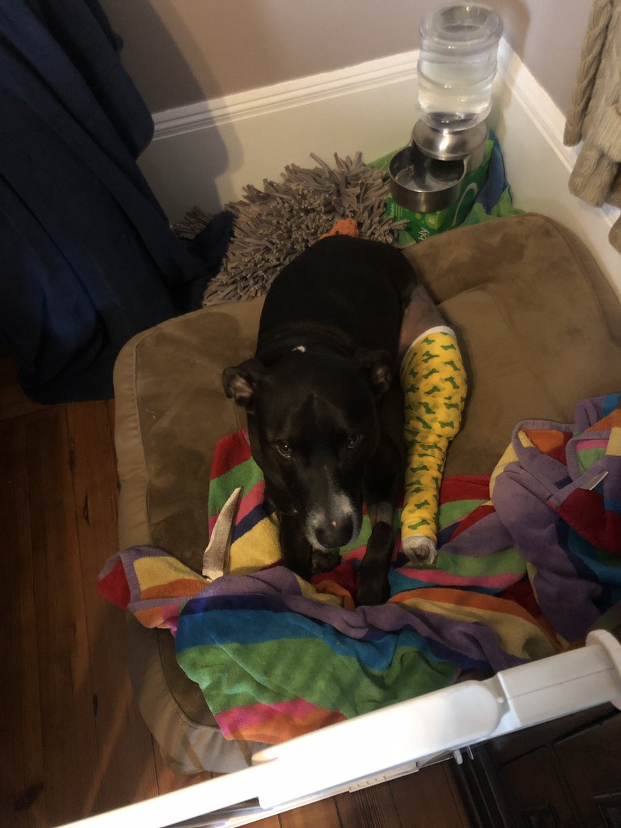 ErinClark_sci's tweet photo. @dog_rates @Trupanion A black pit, who needed knee surgery. Her clock was ticking so her took her home. It’s taken a lot of love and the hard work is ongoing to get her past the trauma of her 1st family and the year spent in the shelter. She’s the biggest sweetheart 💗 who brightens everyday.🌅 https://t.co/q8NOisyExr