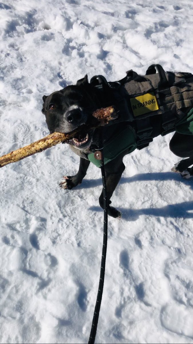ErinClark_sci's tweet photo. @dog_rates @Trupanion A black pit, who needed knee surgery. Her clock was ticking so her took her home. It’s taken a lot of love and the hard work is ongoing to get her past the trauma of her 1st family and the year spent in the shelter. She’s the biggest sweetheart 💗 who brightens everyday.🌅 https://t.co/q8NOisyExr