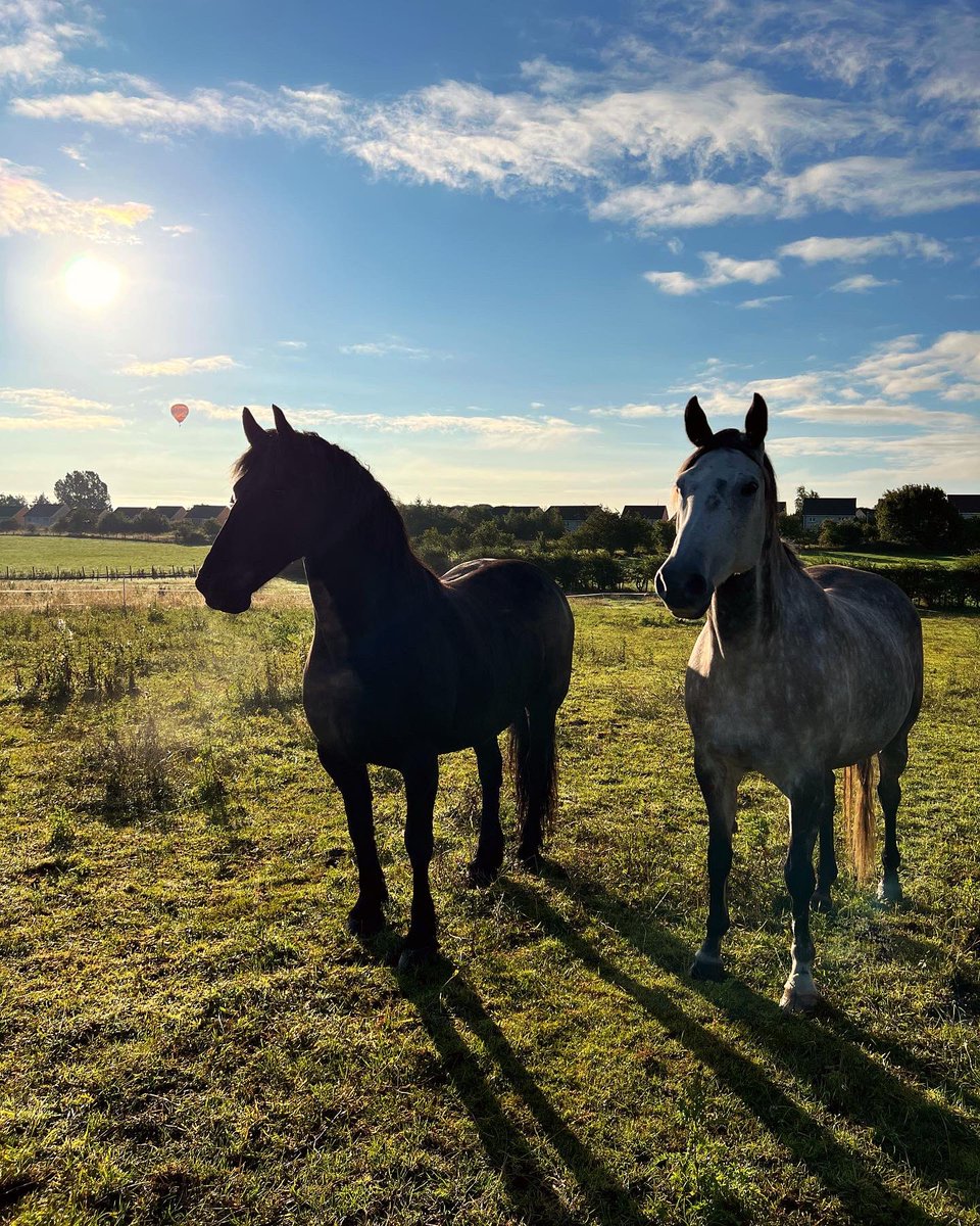 The horses and I absolutely loved watching the balloons from Strathaven Balloon Festival on Saturday morning ☺️🎈