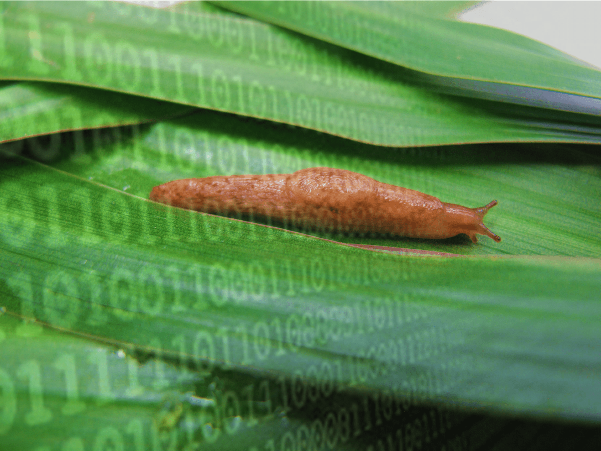 CHAPAgriTech's tweet photo. Slugs are a serious pest in agricultural & horticultural crops and are damaging in temperate climates🌍
CHAP’s slug queen @DrJennaRoss OBE has taken the lead on the game-changing project #SlugBot
▶️https://t.co/jsbL88QhZQ
#agritech @smallrobotco @innovateuk @LeeFarming https://t.co/rPkX9tHh7s
