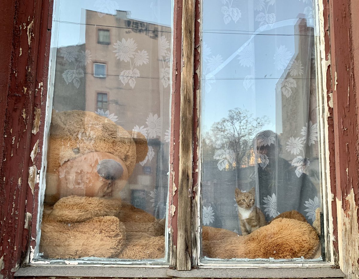 Ирена Карпаччо tweet media