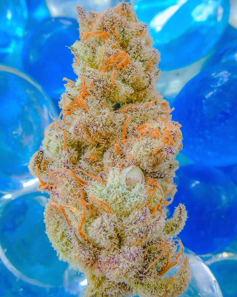 cabannabisfarm's tweet photo. Top speed #machinegunfunk #pinhigh #APTUS #cannabisindustry #cannabiscommunity #cannabislife #cannabisculture #CannabisNews https://t.co/FEtqPVc2lA