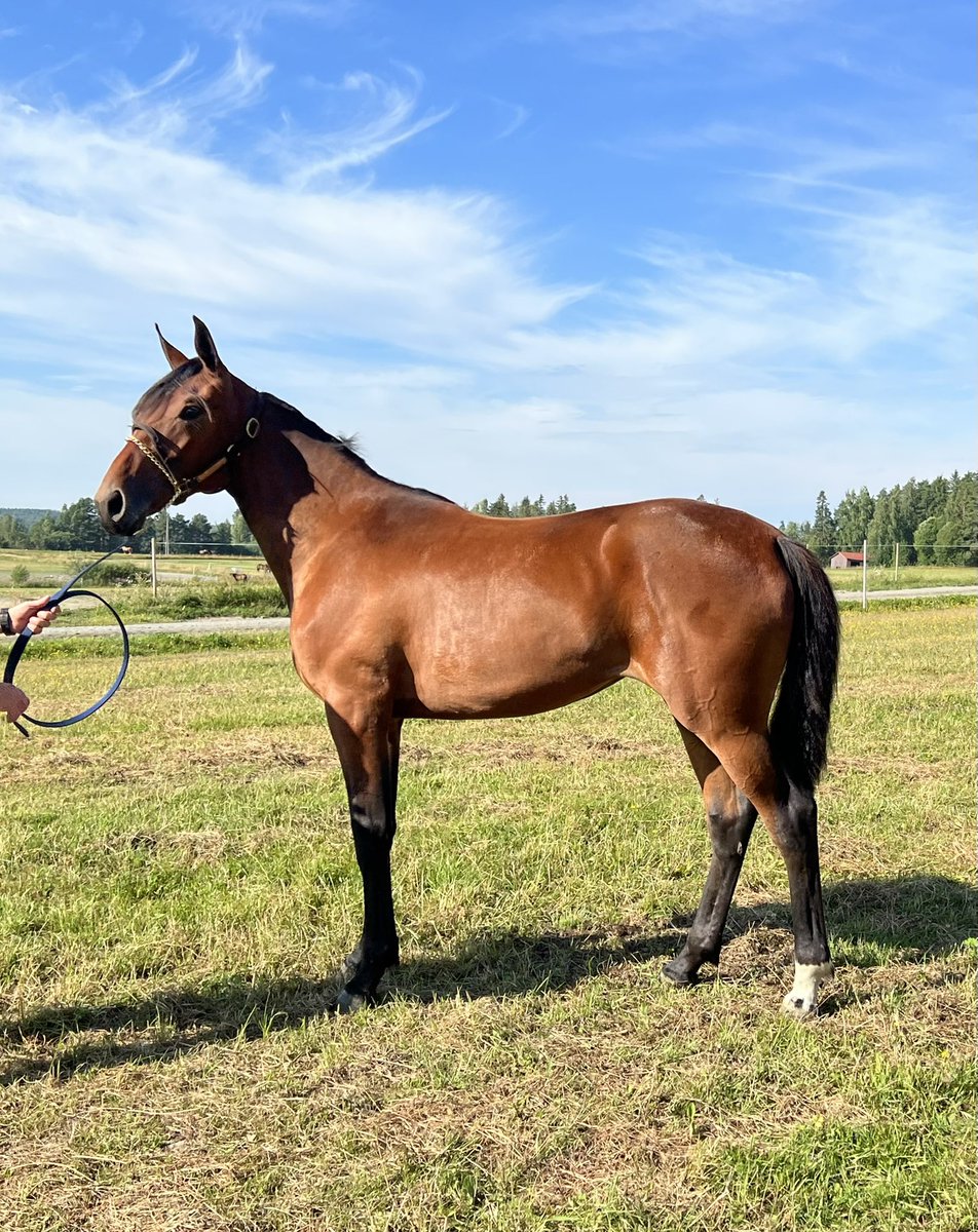 Hudson Wania #23 Ypäjän huutokaupassa