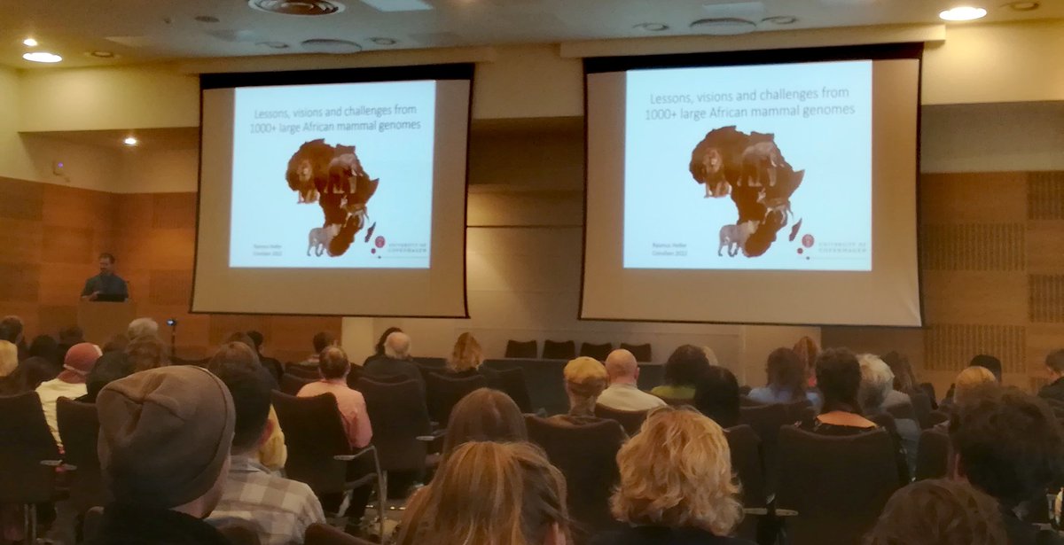 Great introduction of our ongoing African mammals genomics work at @PopGenDK by @HellerRasmus. Rationale, aims, bioinformatic considerations and partnerships.
#ConsGen22