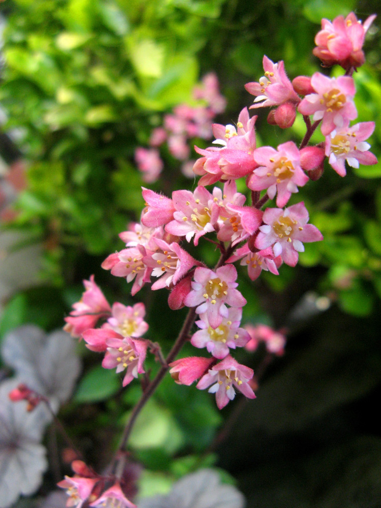 iAt6XS8s9s4V1yU's tweet photo. ピンク色の星の集まり / A group of pink stars.
#ヒューケラ
#ツボサンゴ
#池
#ポンドガーデン
#シェードガーデン
#リーフガーデン
#Heuchera
#shadegarden
#leafgarden
#reefgarden
#pondgarden
#イングリッシュガーデン
#Englishgarden
#オープンガーデン
#Opengarden
https://t.co/rgeGuvaVs9 https://t.co/CTgEHg6PUg