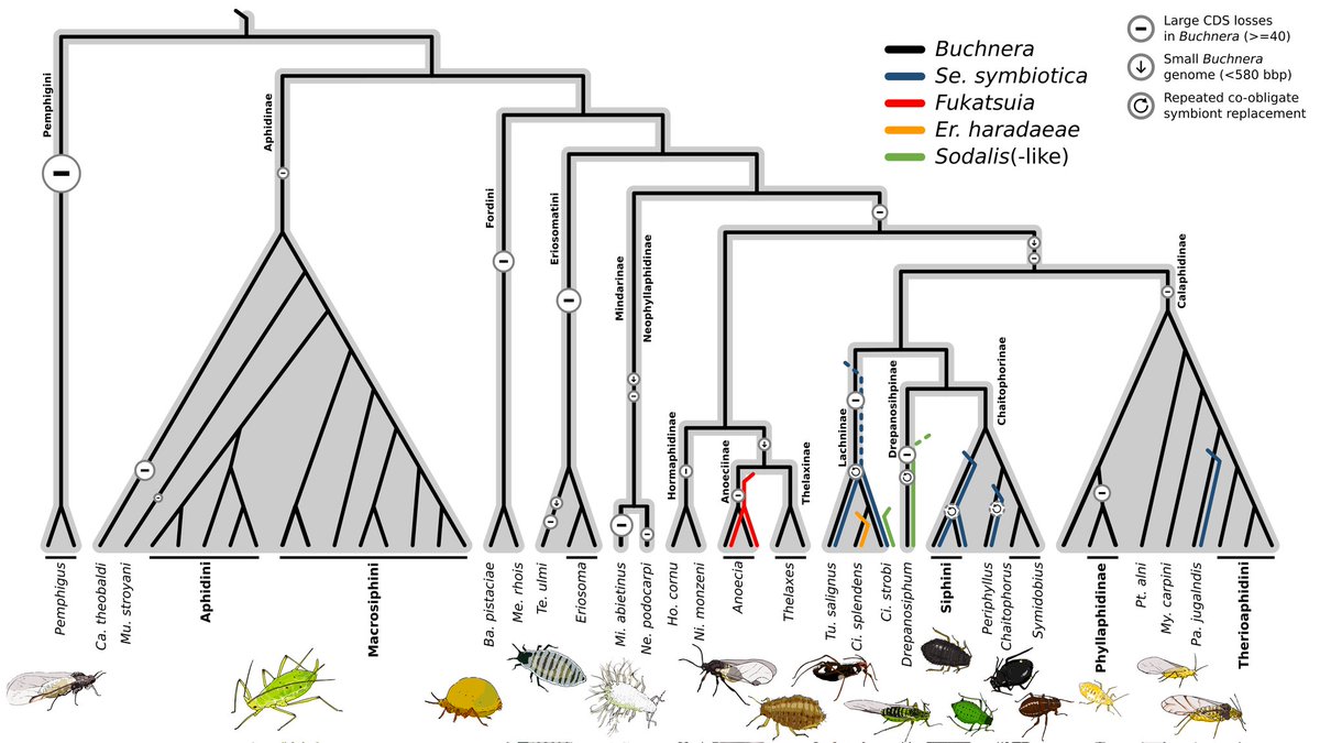 Alejandro Manzano Marín (@amanzanom.bsky.social) (@amanzanom) on Twitter photo After many years of #field/#lab/#computer work, this one is finally out!
Co-obligate #symbioses have repeatedly evolved across #aphids, but partner identity and nutritional contributions vary across lineages
1/9
doi.org/10.1101/2022.0…
<a href="/DOME_Vienna/">DOME - Microbial Ecology 🧫🔬🦠🧬</a> @CBGPMontpellier <a href="/MSCActions/">Marie Skłodowska-Curie Actions</a> After many years of #field/#lab/#computer work, this one is finally out!
Co-obligate #symbioses have repeatedly evolved across #aphids, but partner identity and nutritional contributions vary across lineages
1/9
doi.org/10.1101/2022.0…
<a href="/DOME_Vienna/">DOME - Microbial Ecology 🧫🔬🦠🧬</a> @CBGPMontpellier <a href="/MSCActions/">Marie Skłodowska-Curie Actions</a>
