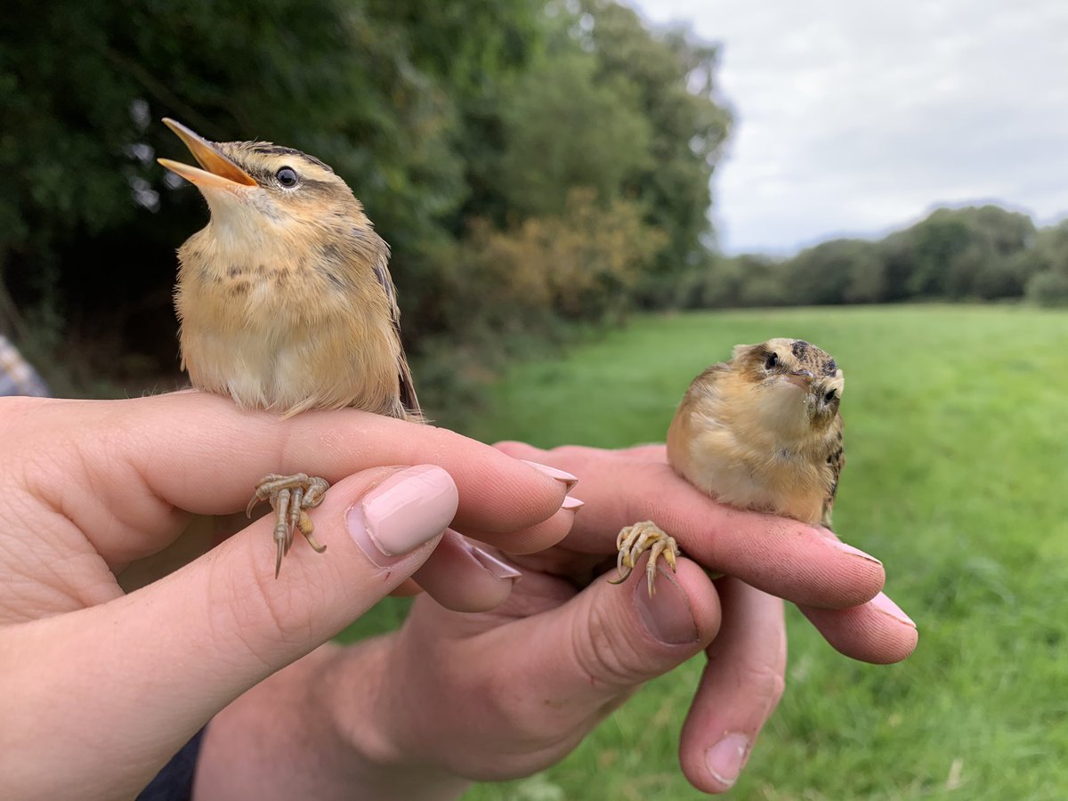 Steve|Fyffe tweet media