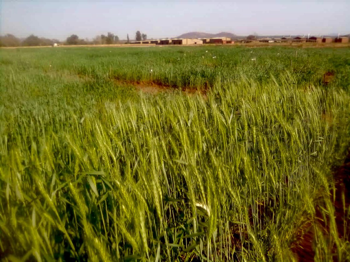 Sieg_SAS's tweet photo. Four months from one conversation: Wheat varieties are under testing across Malawi - a whole new era of public private partnerships in response to a crisis - thanks global wheat program #selfsufficiency for Africa #Pyxus #CIMMYT https://t.co/YE6x1aLkKY