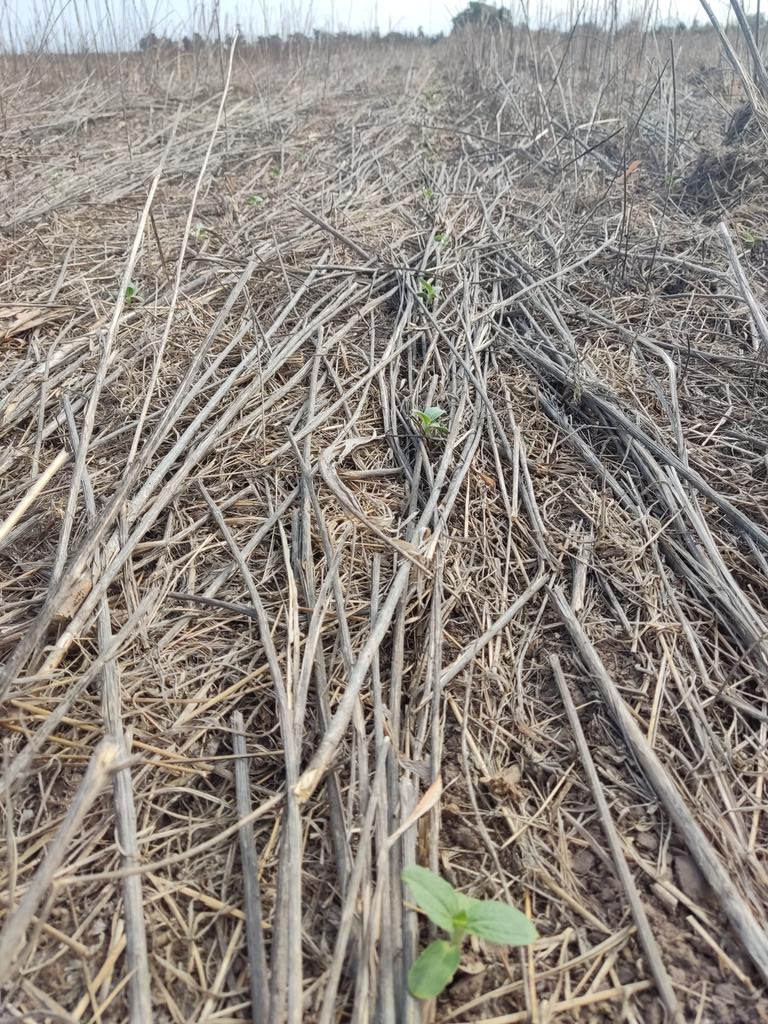 ag_argentinagro's tweet photo. Girasol en SD sobre Crotalaria juncea! Que saldrá!!🫣 @Rickyslow1970 https://t.co/ua69TjVHfn