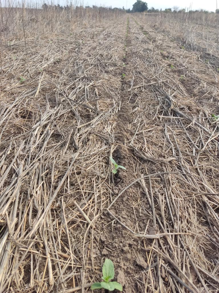 ag_argentinagro's tweet photo. Girasol en SD sobre Crotalaria juncea! Que saldrá!!🫣 @Rickyslow1970 https://t.co/ua69TjVHfn