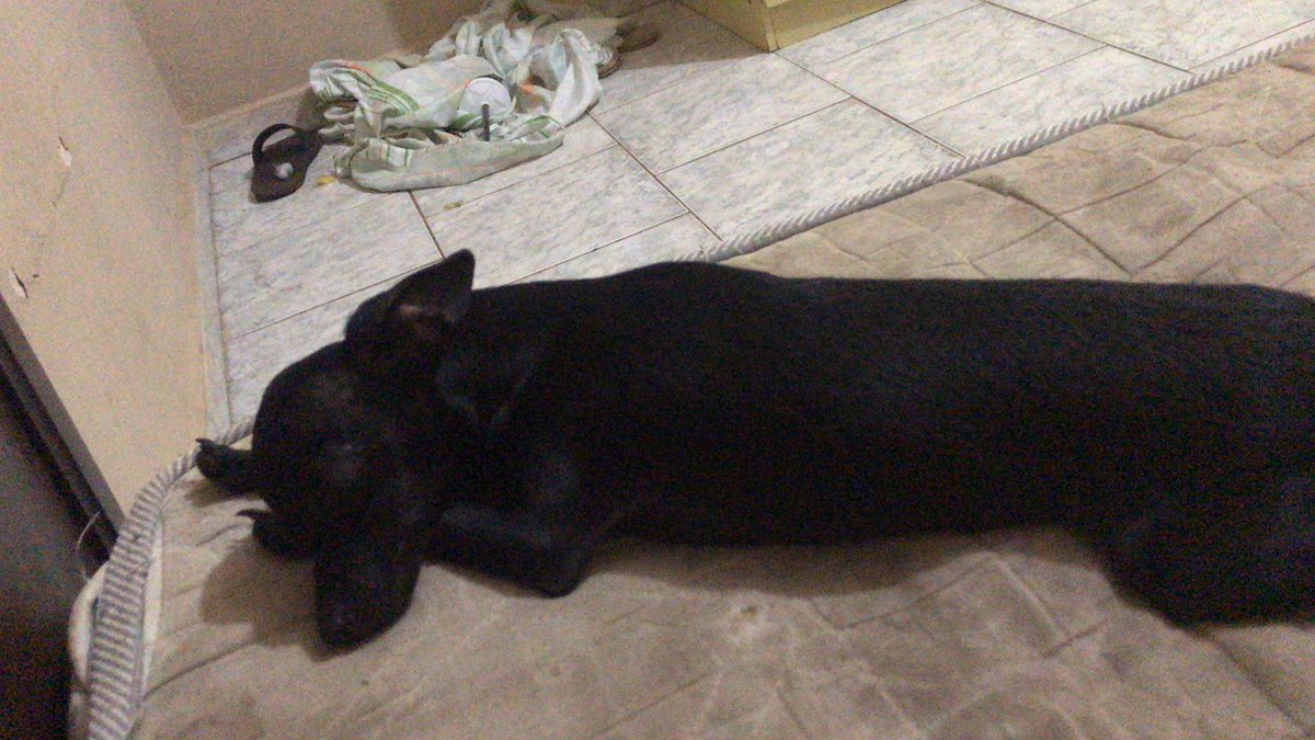 th_vergani's tweet photo. meus anjinhos 👼🥺 https://t.co/tMSLbhfDXS