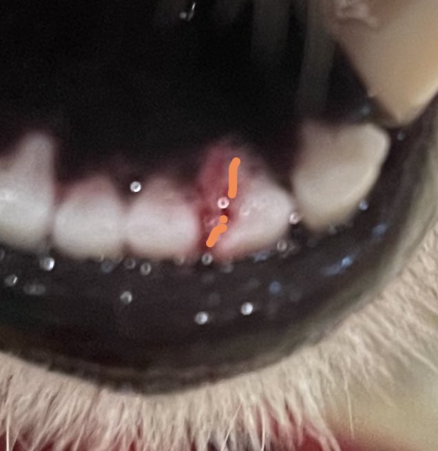 good dog squad tweet media