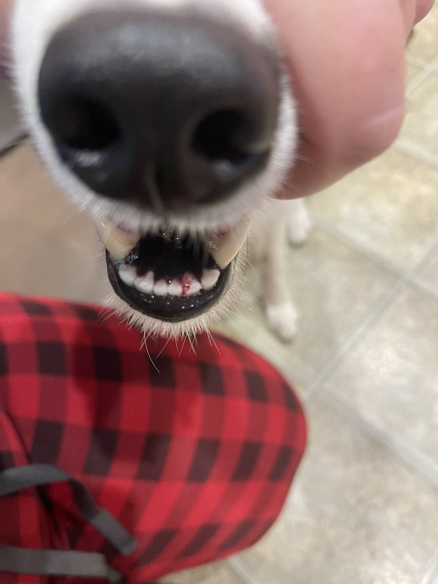 good dog squad tweet media