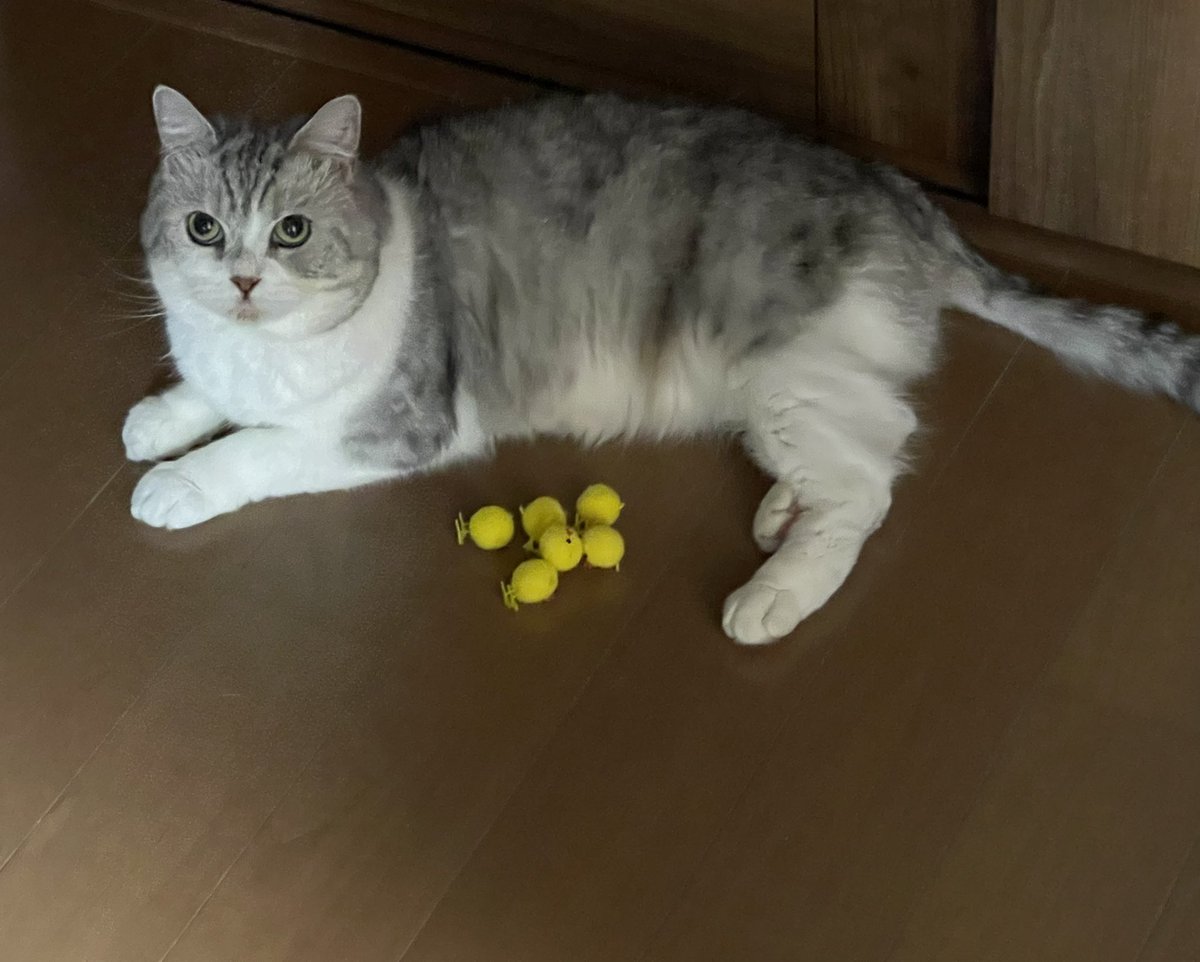 RiryUc's tweet photo. 猫とひよこ https://t.co/3nKOfs6SJR