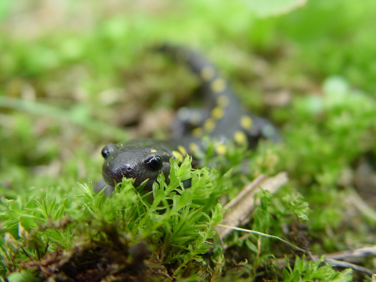 normandeauassoc's tweet photo. These two photos feature some amphibious life our scientists came upon while in the field—one is a spotted salamander, while the other is a red-legged frog. #Normandeau #fieldphotos #employeephotography #amphibians #spottedsalamander #redleggedfrog https://t.co/qmAuX8VRVH