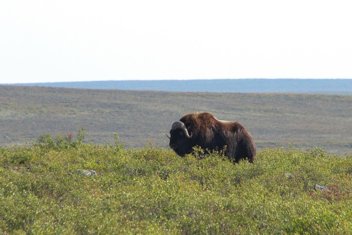 Muskoxen, the shaggy lords of the barrenlands. Their name in Woods Cree, “mâthi-mostos,” translates to “ugly bison”, but this hardy arctic species is actually more closely related to sheep and goats. This species has undergone a massive range expansion in recent years in the NWT