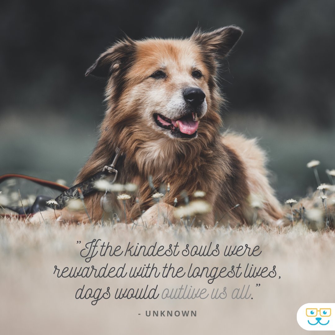Our dogs deserve the world! ❤️