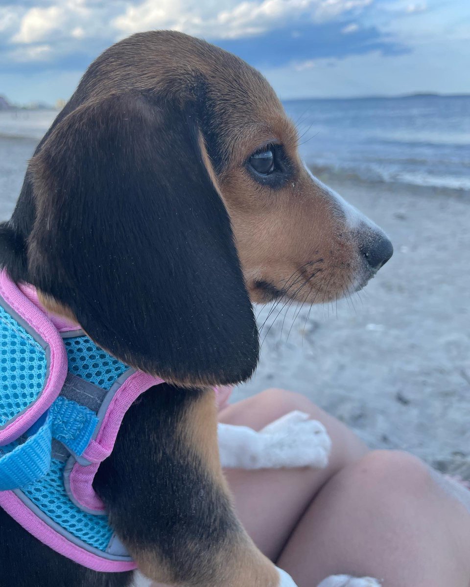 𝑶𝒍𝒊𝒗𝒊𝒂 𝑭𝒆𝒓𝒏𝒂𝒏𝒅𝒆𝒛, 𝑷𝒉.𝑫. tweet media