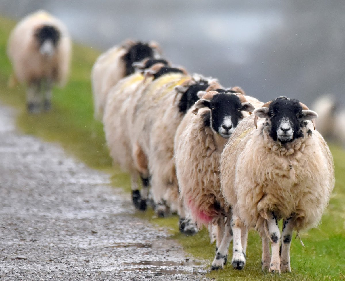 A woolly conga line...