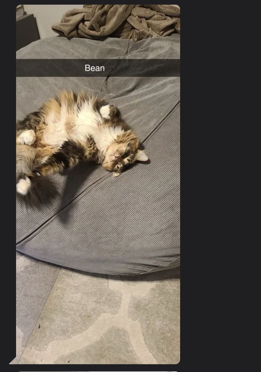 CatsofGrindr's tweet photo. https://t.co/WgPvWvqeIv