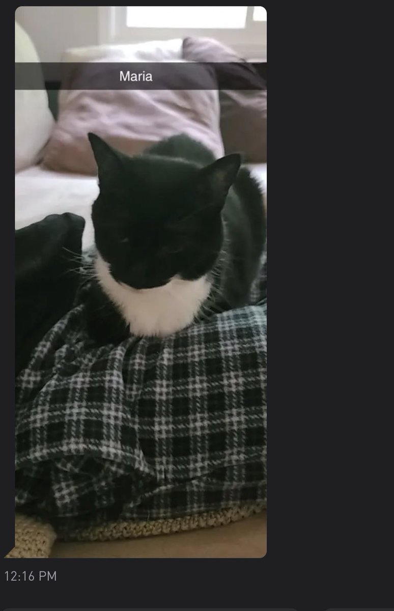 CatsofGrindr's tweet photo. https://t.co/h5tLCZV2D2