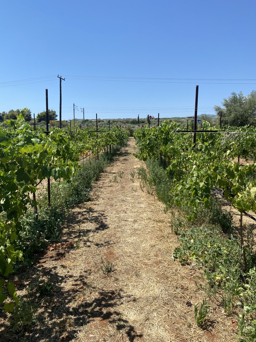 robs4crops's tweet photo. 📢>> LSP in Greece << 🇬🇷
Our #team in Greece came together for another trial in the field. Here are some moments of our journey toward the autonomous tractor! 🚜
💡 If you want to learn more about our #robotics activities in #agriculture, come check out 👉🏼 https://t.co/iE169MbxRf https://t.co/CBdzGYqET7