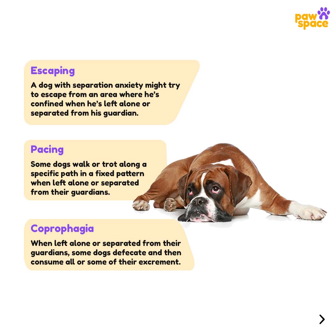 Pawspaceindia's tweet photo. Do you know the signs of Separation Anxiety that your loved pets are facing?
Here are few of the solution to treat Separation Anxiety.
#pawspace #separationanxiety #petproblems
#anxiety #depression #mentalhealth #mentalhealthawareness #selfcare #love #mentalhealthmatters #stress https://t.co/R0uH540HTC