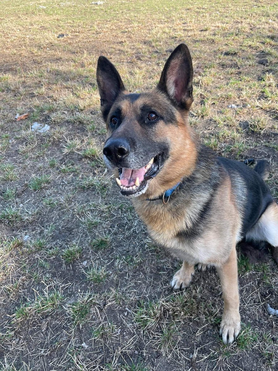 Heropawsuk's tweet photo. Fedor popping in to say hello again.
He is hoping he can find an experienced Foster or forever home 🏡🐾🐕‍🦺 hprehoming@outlook.com for further info 📧 #Heropaws #dogs https://t.co/NPI5cHdjN6
