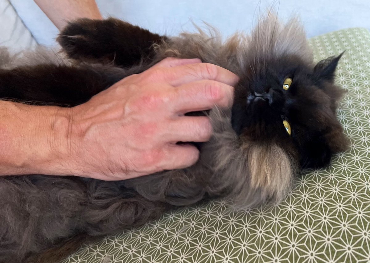 Siberiancat Twitter Search Twitter