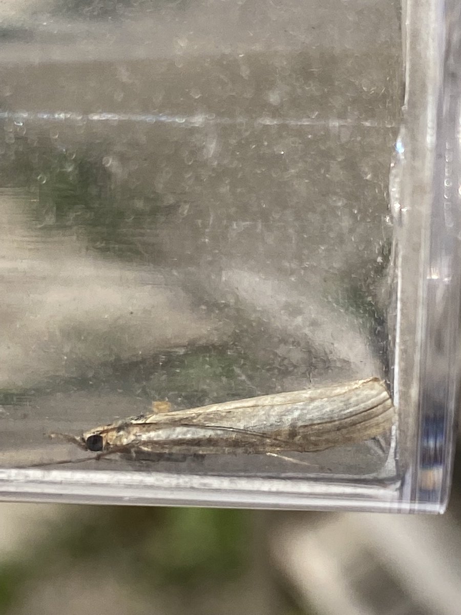 Sarumbirder's tweet photo. Hi Sean cam I just check these grass moths/micro cheers ⁦@MOTHIDUK⁩ https://t.co/m2hOnFXi94