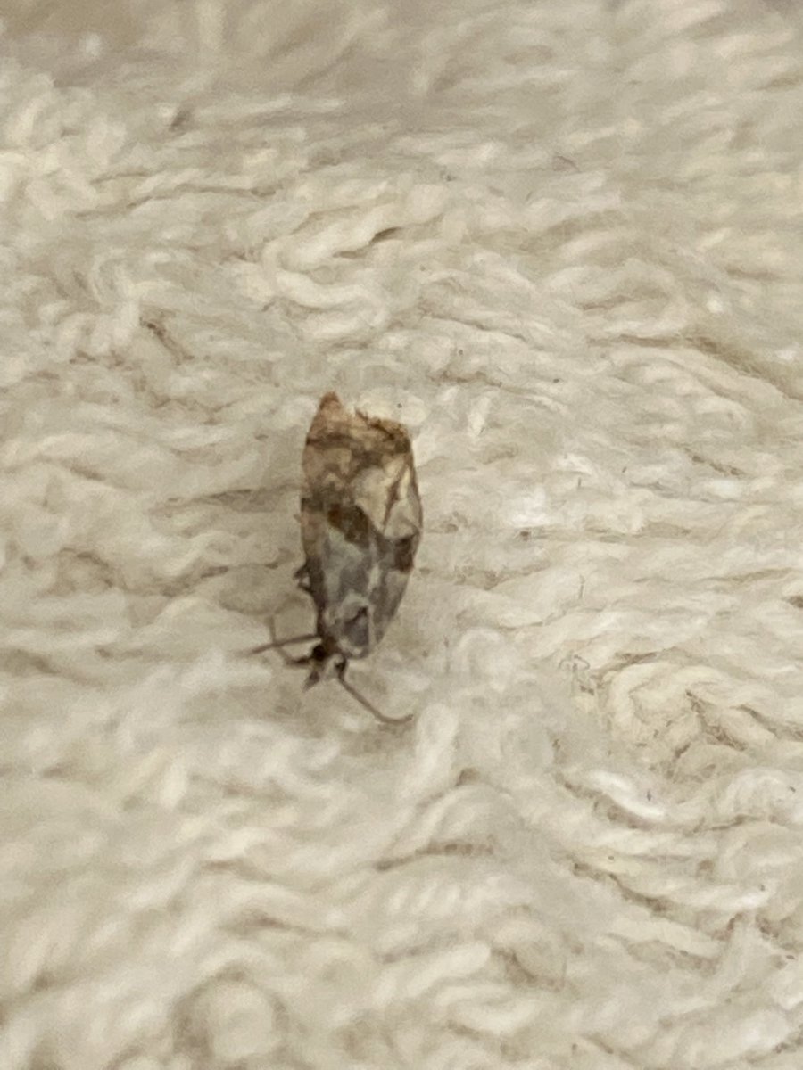Sarumbirder's tweet photo. Hi Sean cam I just check these grass moths/micro cheers ⁦@MOTHIDUK⁩ https://t.co/m2hOnFXi94