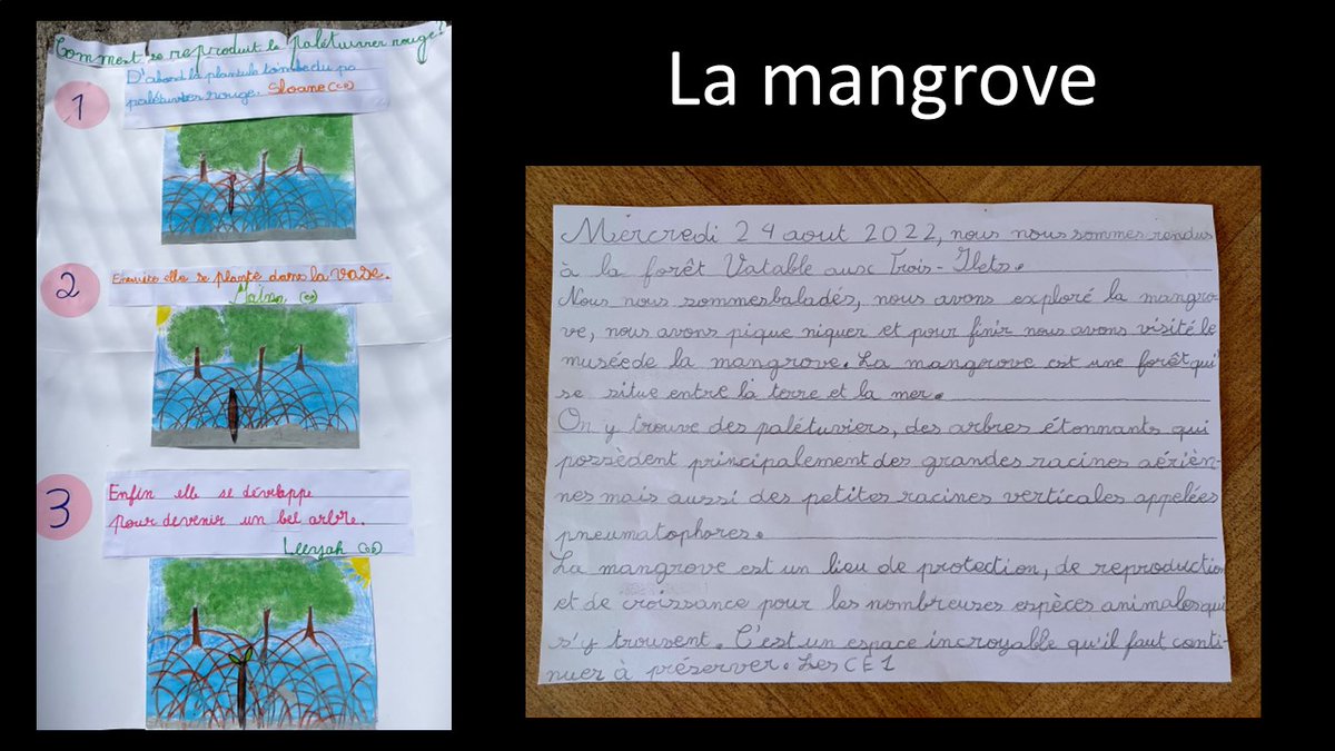 Christo08955379's tweet photo. Les élèves de l'#école ouverte de Daniel #Pidéry du #REP+ #Dillon 2 mettent en valeur leur visite de la #mangrove de #Génipa par des productions écrites et visuelles @acmartinique @CircoFdF1 @fdfville @EPrioritaire972 https://t.co/qOKLxrwFI8