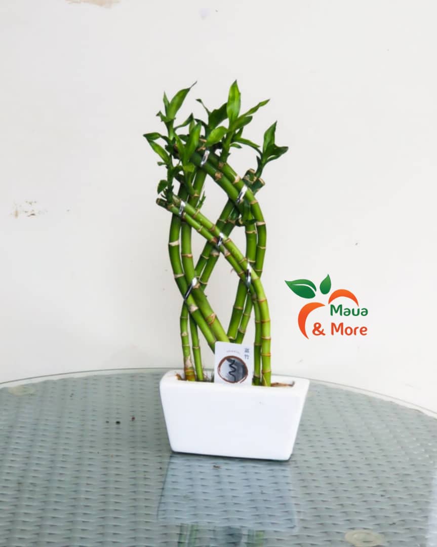 MauaAndMore's tweet photo. Rotate your plant often so that the light reaches the entire plant evenly.
#IndoorPlants.    #TablePlants
#Waterplants      
#LuckyBamboo
#MauaAndMore https://t.co/luatnEkJcB