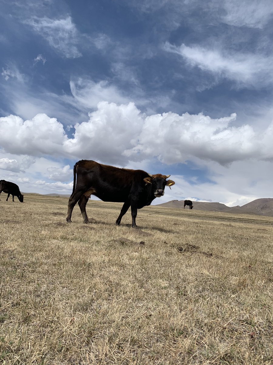 pkotchofa's tweet photo. We find some dynamic relationships: #outmigration => #remittance =>investment in #livestock but #climatechange =>livestock productivity #lossOfIncome. Herders explore #ecotourism an alternative source of income &amp; reinvest into #pasturelands to boost #livestock production @IWMI_ https://t.co/dAiC6K7mKx