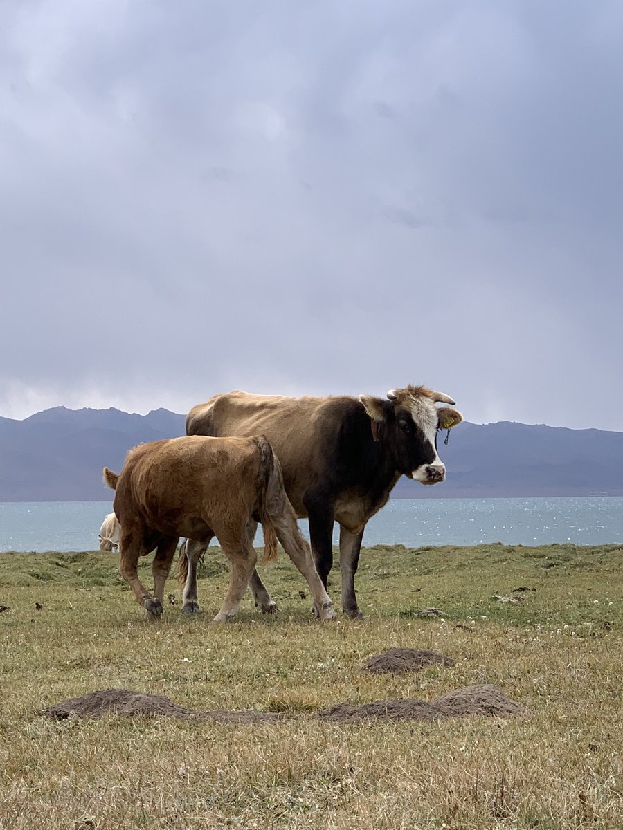 pkotchofa's tweet photo. We find some dynamic relationships: #outmigration => #remittance =>investment in #livestock but #climatechange =>livestock productivity #lossOfIncome. Herders explore #ecotourism an alternative source of income &amp; reinvest into #pasturelands to boost #livestock production @IWMI_ https://t.co/dAiC6K7mKx