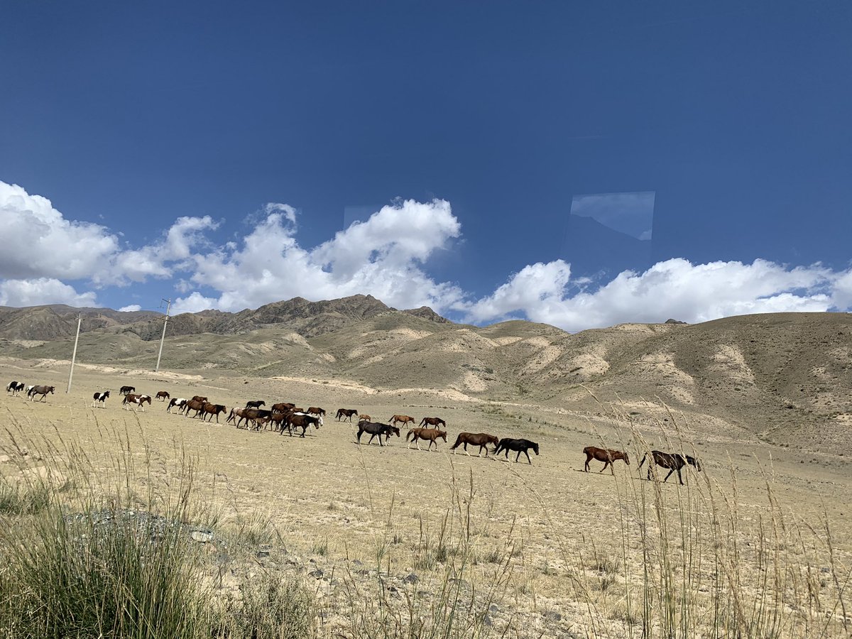 pkotchofa's tweet photo. We find some dynamic relationships: #outmigration => #remittance =>investment in #livestock but #climatechange =>livestock productivity #lossOfIncome. Herders explore #ecotourism an alternative source of income &amp; reinvest into #pasturelands to boost #livestock production @IWMI_ https://t.co/dAiC6K7mKx