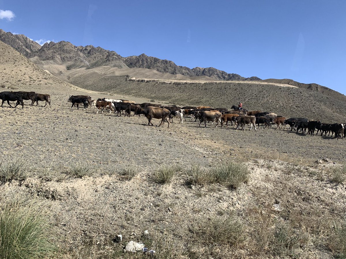 pkotchofa's tweet photo. We find some dynamic relationships: #outmigration => #remittance =>investment in #livestock but #climatechange =>livestock productivity #lossOfIncome. Herders explore #ecotourism an alternative source of income &amp; reinvest into #pasturelands to boost #livestock production @IWMI_ https://t.co/dAiC6K7mKx